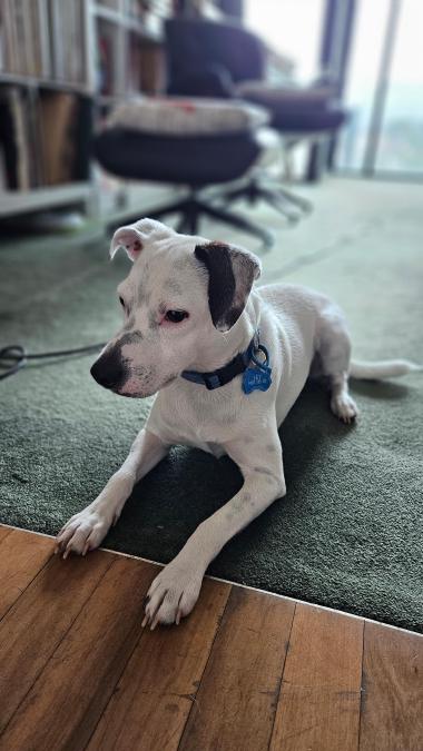 Jet Li the dog, in the Infoplumbing office.